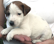 Jack Russell male puppy