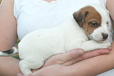 male Jack Russell pup