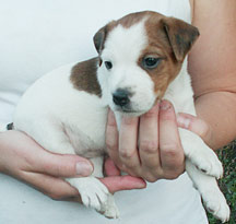 Jack Russell girl puppy