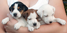 girl Jack Russell pups